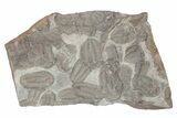 Trilobite Sandwich Mortality Plate (Three Pieces) - Morocco #194115-3